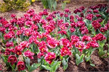 38-Tulip_Festival
