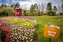 40-Tulip_Festival