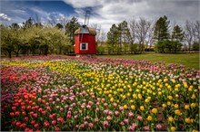 42-Tulip_Festival