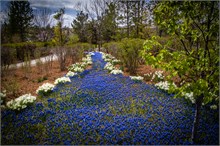 45-Tulip_Festival