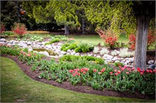 49-Tulip_Festival