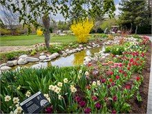 50-Tulip_Festival