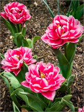 51-Tulip_Festival