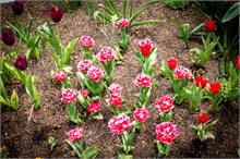 53-Tulip_Festival