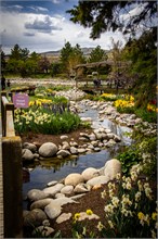 54-Tulip_Festival