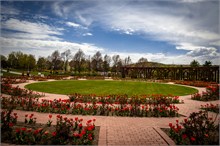 57-Tulip_Festival