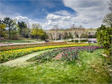 62-Tulip_Festival