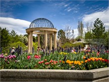 65-Tulip_Festival