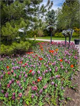 68-Tulip_Festival