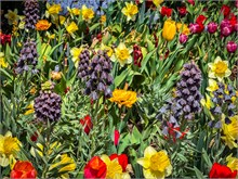 69-Tulip_Festival