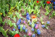 70-Tulip_Festival