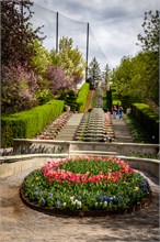 71-Tulip_Festival