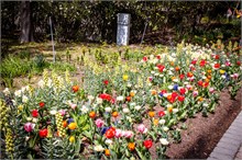 72-Tulip_Festival