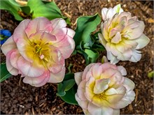 73-Tulip_Festival
