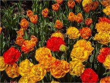 74-Tulip_Festival