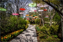 75-Tulip_Festival