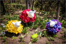 83-Tulip_Festival