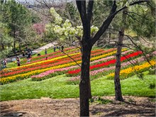 84-Tulip_Festival