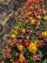 86-Tulip_Festival