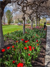 88-Tulip_Festival