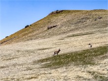 36-Antelope_Island