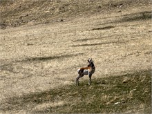 38-Antelope_Island