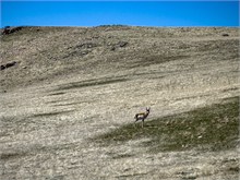 39-Antelope_Island